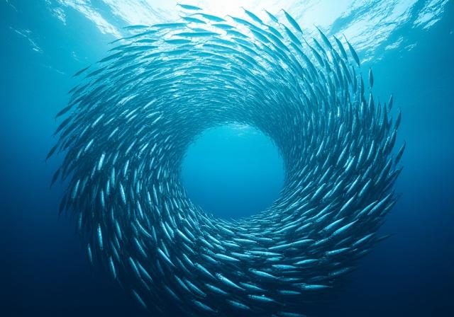 Swirling school of silver fish in coral reef